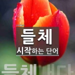 들체로 시작하는 단어는? 1개