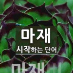 마재로 시작하는 단어는? 1개