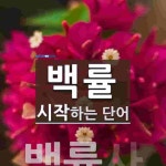 백률 시작 단어