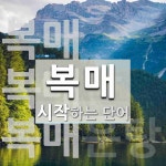 복매로 시작하는 단어는? 3개