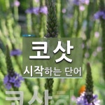 코삿으로 시작하는 단어는? 1개