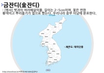 금잔디의 뜻과 지역별 사투리(방언)