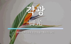 각광 뜻: 무대의 앞쪽 아래에 장치하여 배우를 비추는 광선.