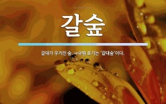 갈숲 뜻: 갈대가 우거진 숲. ⇒규범 표기는 ‘갈대숲’이다.