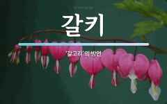 갈키 뜻: ‘갈고리’의 방언