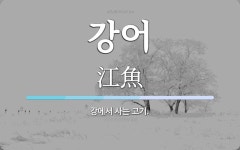 강어 뜻: 강에서 사는 고기.