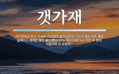 갯가재 뜻: 갯가잿과의 하나. 가재와 비슷한데 몸의 길이는 15cm 정도이며, 옅은 갈색이고 등에는 붉