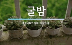 굴밤 뜻: 졸참나무의 열매. 식용한다.