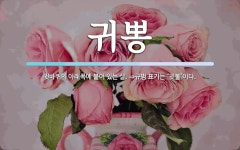 귀뽕 뜻: 귓바퀴의 아래쪽에 붙어 있는 살. ⇒규범 표기는 ‘귓불’이다.