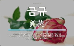 금규 뜻: 아욱과의 두해살이풀. 높이는 60~90cm이며, 잎은 어긋나고... 금규 뜻: 아욱과의 두해살이풀. 높이는 60~90cm이며, 잎은 어긋나고... 