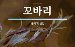 꼬바리 뜻: ‘꼴찌’의 방언