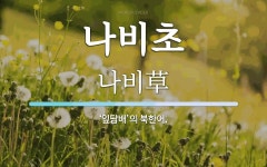나비초 뜻: ‘잎담배’의 북한어.