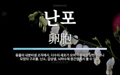 난포 뜻: 동물의 내분비샘 조직에서, 다수의 세포가 모여 이루어진 닫힌 주머니 모양의 구조물. 난소,