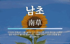 남초 뜻: 가짓과의 한해살이 식물. 높이는 1.5~2미터이며, 40여 개의 넓고 길쭉한 잎은 어긋나고