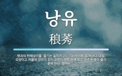 낭유 뜻: 볏과의 한해살이풀. 줄기는 높이가 20~70cm이며, 뭉쳐난다. 대침 모양이고 여름에 강아