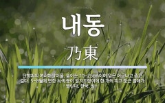 내동 뜻: 단향과의 여러해살이풀. 높이는 10~25cm이며 잎은 어긋나고 좁고 길다. 5~8월에 연한