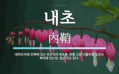 내초 뜻: 내피의 바로 안쪽에 있는 유조직의 세포층. 보통 고등 식물의 줄기 또는 뿌리에 있는데, 없