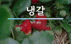 냉갈 뜻: ‘연기’ 방언