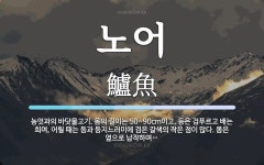 노어 뜻: 농엇과의 바닷물고기. 몸의 길이는 50~90cm이고, 등은 검푸르고 배는 희며, 어릴 때는