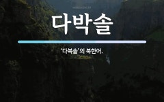 다박솔 뜻: ‘다복솔’의 북한어.