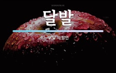 달발 뜻: ‘닭발’의 방언