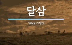 달삼 뜻: ‘닭싸움’의 방언
