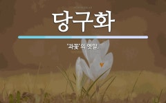 당구화 뜻: ‘과꽃’의 옛말.