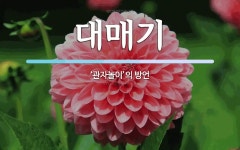 대매기 뜻: ‘관자놀이’의 방언
