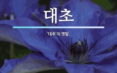 대초 뜻: ‘대추’의 옛말.