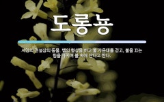 도롱뇽 뜻: 서양의 전설상의 동물. 뱀의 형상을 하고 불 가운데를 걷고, 불을 끄는 힘을 가지며 불 속