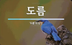 도름 뜻: ‘두름’의 방언