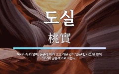 도실 뜻: 복사나무의 열매. 품종에 따라 크고 작은 것이 있는데, 시고 단 맛이 있으며 담홍색으로 익