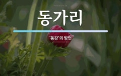 동가리 뜻: ‘동강’의 방언
