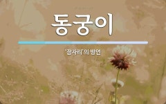동궁이 뜻: ‘잠자리’의 방언