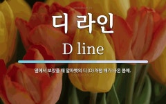 디 라인 뜻: 옆에서 보았을 때 알파벳의 디(D)처럼 배가 나온 몸매.