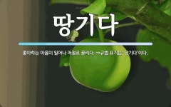 땅기다 뜻: 좋아하는 마음이 일어나 저절로 끌리다. ⇒규범 표기는 ‘당기다’이다.