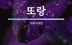 또랑 뜻: ‘수채’의 방언