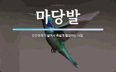 마당발 뜻: 인간관계가 넓어서 폭넓게 활동하는 사람.
