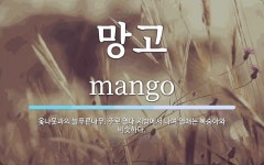 망고 뜻: 옻나뭇과의 늘푸른나무. 주로 열대 지방에서 나며 열매는 복숭아와 비슷하다.