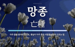 망종 뜻: 아주 몹쓸 종자란 뜻으로, 행실이 아주 못된 사람을 낮잡아 이르는 말.