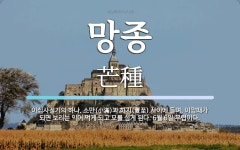 망종 뜻: 이십사절기의 하나. 소만(小滿)과 하지(夏至) 사이에 들며, 이맘때가 되면 보리는 익어 먹