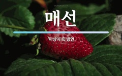 매선 뜻: ‘마상이’의 방언