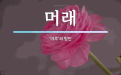 머래 뜻: ‘머루’의 방언