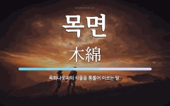 목면 뜻: 목화나뭇과의 식물을 통틀어 이르는 말.