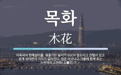 목화 뜻: 아욱과의 한해살이풀. 원줄기는 높이가 60cm 정도이고 잔털이 있고 곧게 자라면서 가지가 목화 뜻: 아욱과의 한해살이풀. 원줄기는... 