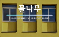 물나무 뜻: 물가에서 물에 떠내려오다가 걸린 것들을 주워서 해 오는 땔나무.
