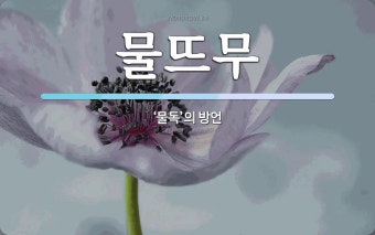 물뜨무 뜻: ‘물독’의 방언