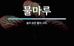 물마루 뜻: 높이 솟은 물의 고비.