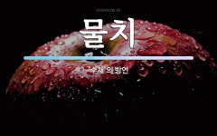 물치 뜻: ‘수채’의 방언