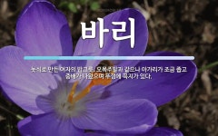 오목주발과 같으나 아가리가 조금 좁고 중배가 나왔으며 뚜껑에 바리 뜻... 오목주발과 같으나 아가리가 조금 좁고 중배가 나왔으며 뚜껑에 